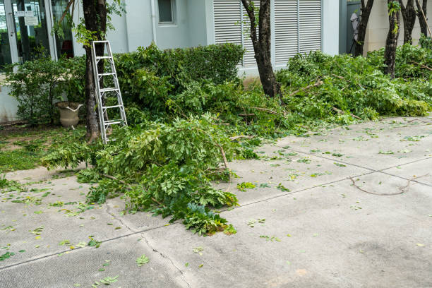 Best Tree Removal Contractors  in USA